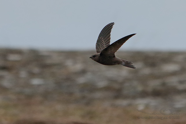 BLEK TORNSEGLARE / PALLID SWIFT (Apus pallidus) - STOR BILD / FULL SIZE