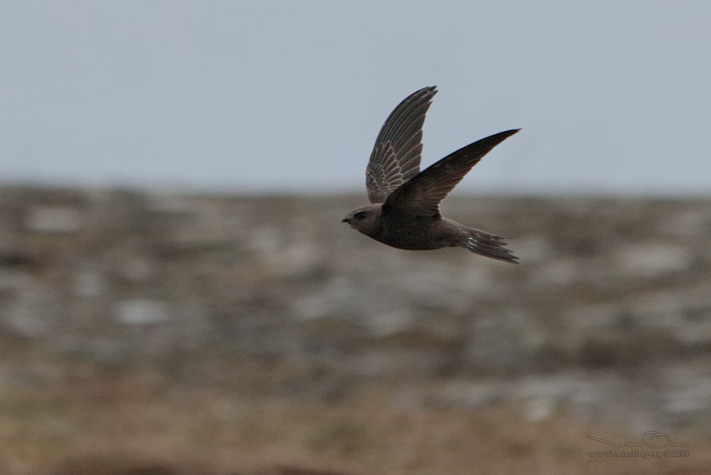 BLEK TORNSEGLARE / PALLID SWIFT (Apus pallidus) - Stäng / Close