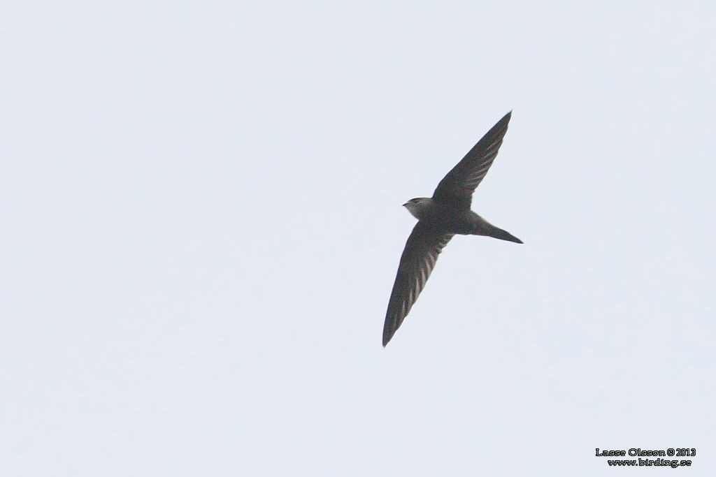 BLEK TORNSEGLARE / PALLID SWIFT (Apus pallidus) - Stäng / Close