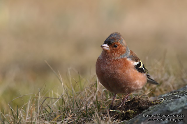 BOFINK / COMMON CHAFFINCH (Fringilla coelebs) - stor bild / full size