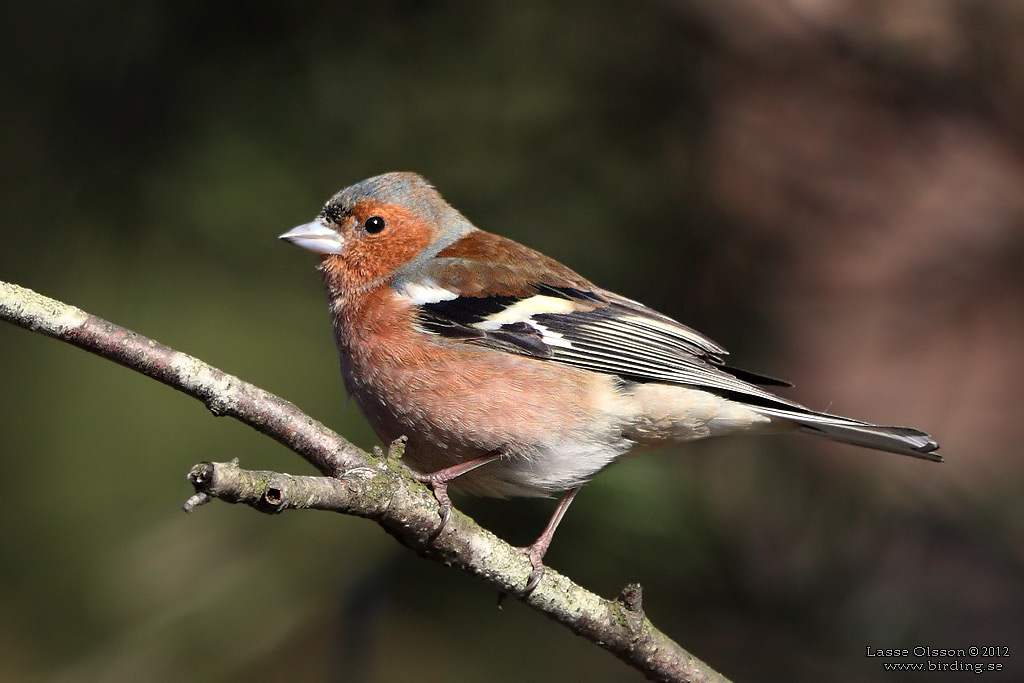 BOFINK / COMMON CHAFFINCH (Fringilla coelebs) - Stng / Close