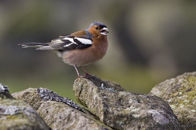 BOFINK / COMMON CHAFFINCH (Fringilla coelebs) - stor bild / full size