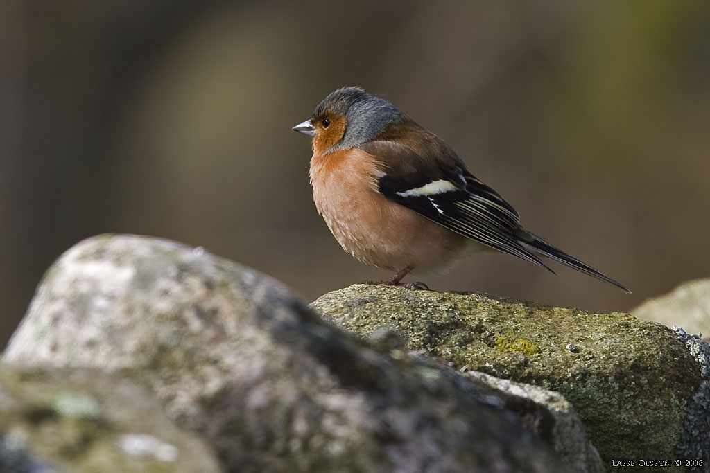 BOFINK / COMMON CHAFFINCH (Fringilla coelebs) - Stng / Close