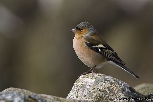 BOFINK / COMMON CHAFFINCH (Fringilla coelebs) - stor bild / full size