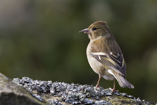 BOFINK / COMMON CHAFFINCH (Fringilla coelebs) - stor bild / full size