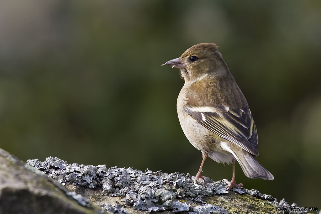 BOFINK / COMMON CHAFFINCH (Fringilla coelebs) - Stng / Close