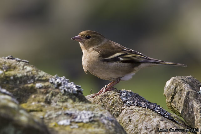 BOFINK / COMMON CHAFFINCH (Fringilla coelebs) - stor bild / full size