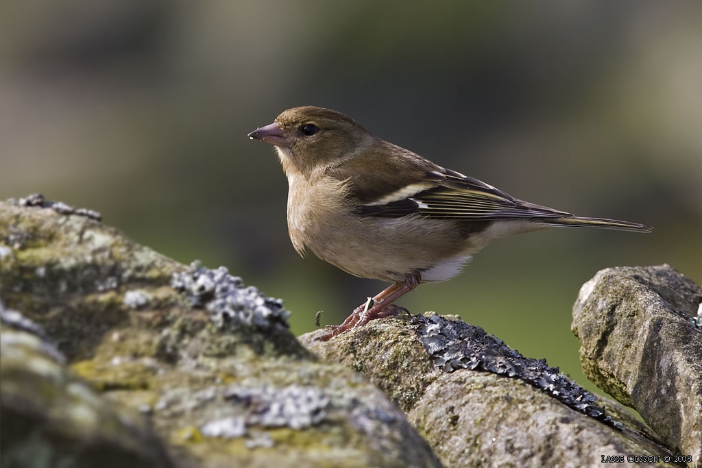 BOFINK / COMMON CHAFFINCH (Fringilla coelebs) - Stng / Close