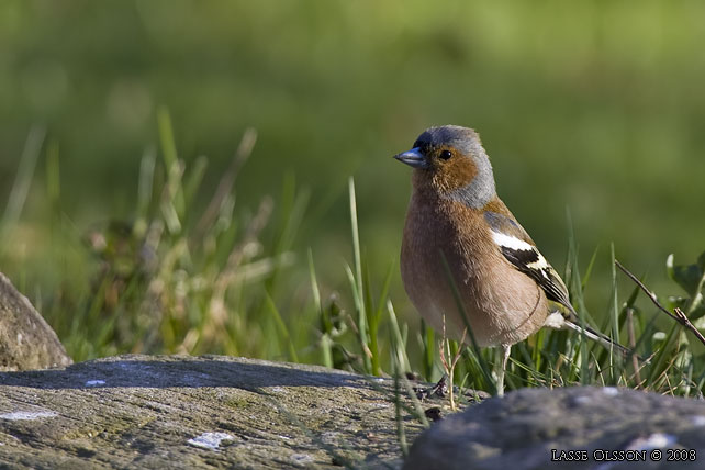 BOFINK / COMMON CHAFFINCH (Fringilla coelebs) - stor bild / full size