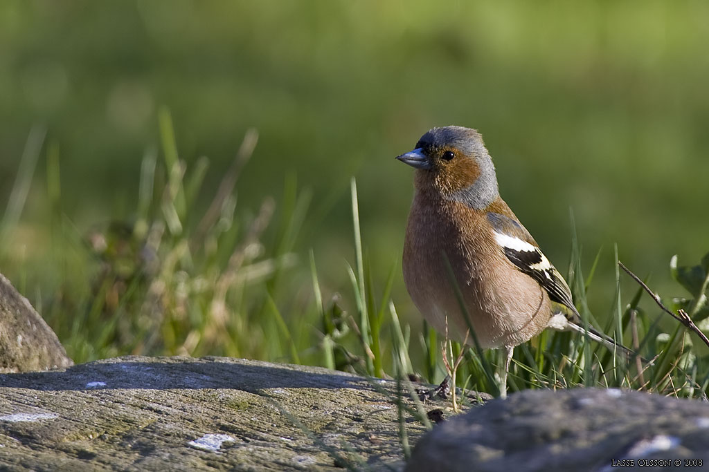 BOFINK / COMMON CHAFFINCH (Fringilla coelebs) - Stng / Close