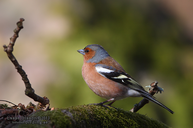 BOFINK / COMMON CHAFFINCH (Fringilla coelebs) - stor bild / full size