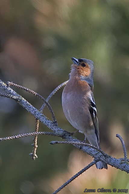 BOFINK / COMMON CHAFFINCH (Fringilla coelebs)