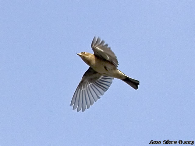 BOFINK / COMMON CHAFFINCH (Fringilla coelebs)