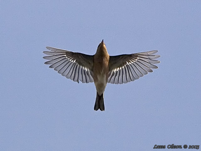 BOFINK / COMMON CHAFFINCH (Fringilla coelebs)