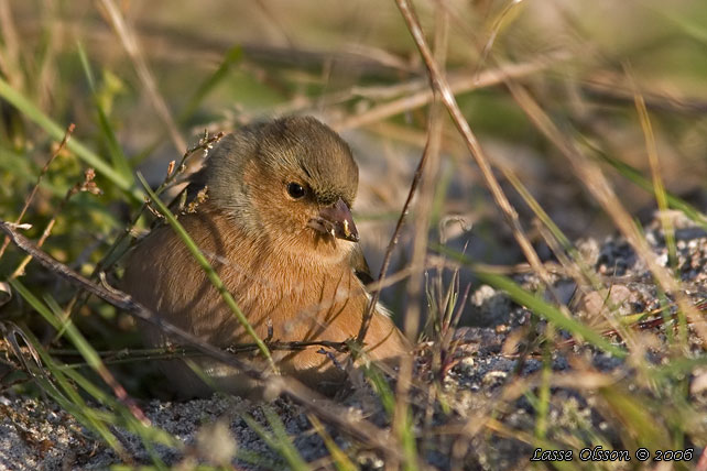 BOFINK / COMMON CHAFFINCH (Fringilla coelebs) - stor bild / full size