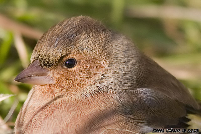 BOFINK / COMMON CHAFFINCH (Fringilla coelebs)