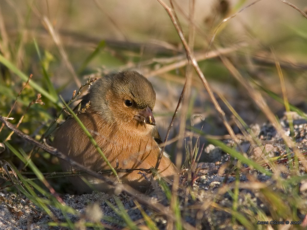 BOFINK / COMMON CHAFFINCH (Fringilla coelebs) - Stng / Close