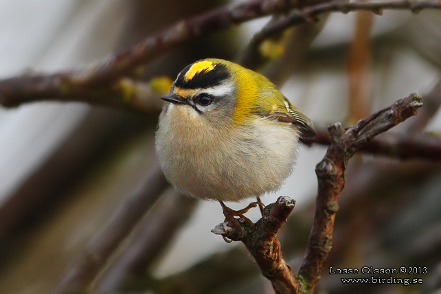 BRANDKRONAD KUNGSFÅGEL / COMMON FIRECREST (Regulus ignicapillus) - stor bild / full size