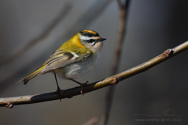 BRANDKRONAD KUNGSFÅGEL / COMMON FIRECREST (Regulus ignicapillus) - stor bild / full size