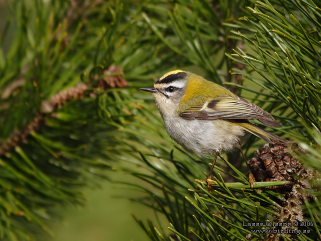 BRANDKRONAD KUNGSFGEL / COMMON FIRECREST (Regulus ignicapillus) - stor bild / full size