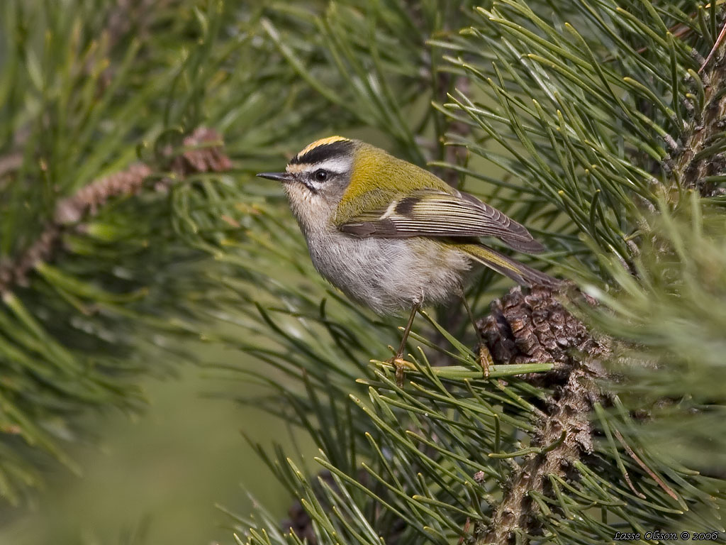 BRANDKRONAD KUNGSFGEL / COMMON FIRECREST (Regulus ignicapillus) - Stng / Close