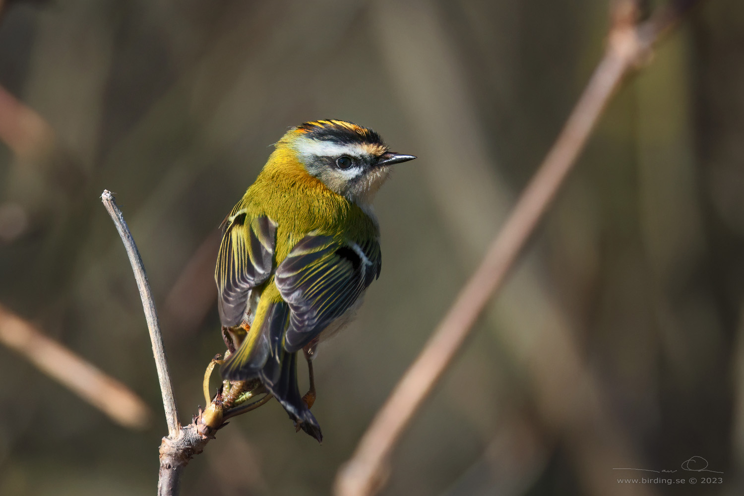 BRANDKRONAD KUNGSFGEL / COMMON FIRECREST (Regulus ignicapillus) - Stng / Close