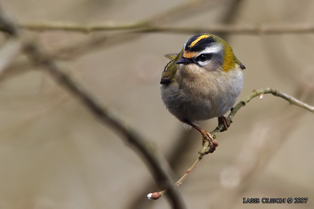 BRANDKRONAD KUNGSFGEL / COMMON FIRECREST (Regulus ignicapillus) - stor bild / full size