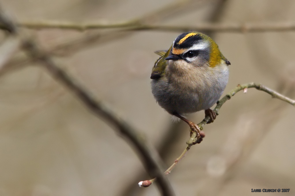 BRANDKRONAD KUNGSFGEL / FIRECREST (Regulus ignicapillus) - Stng / Close