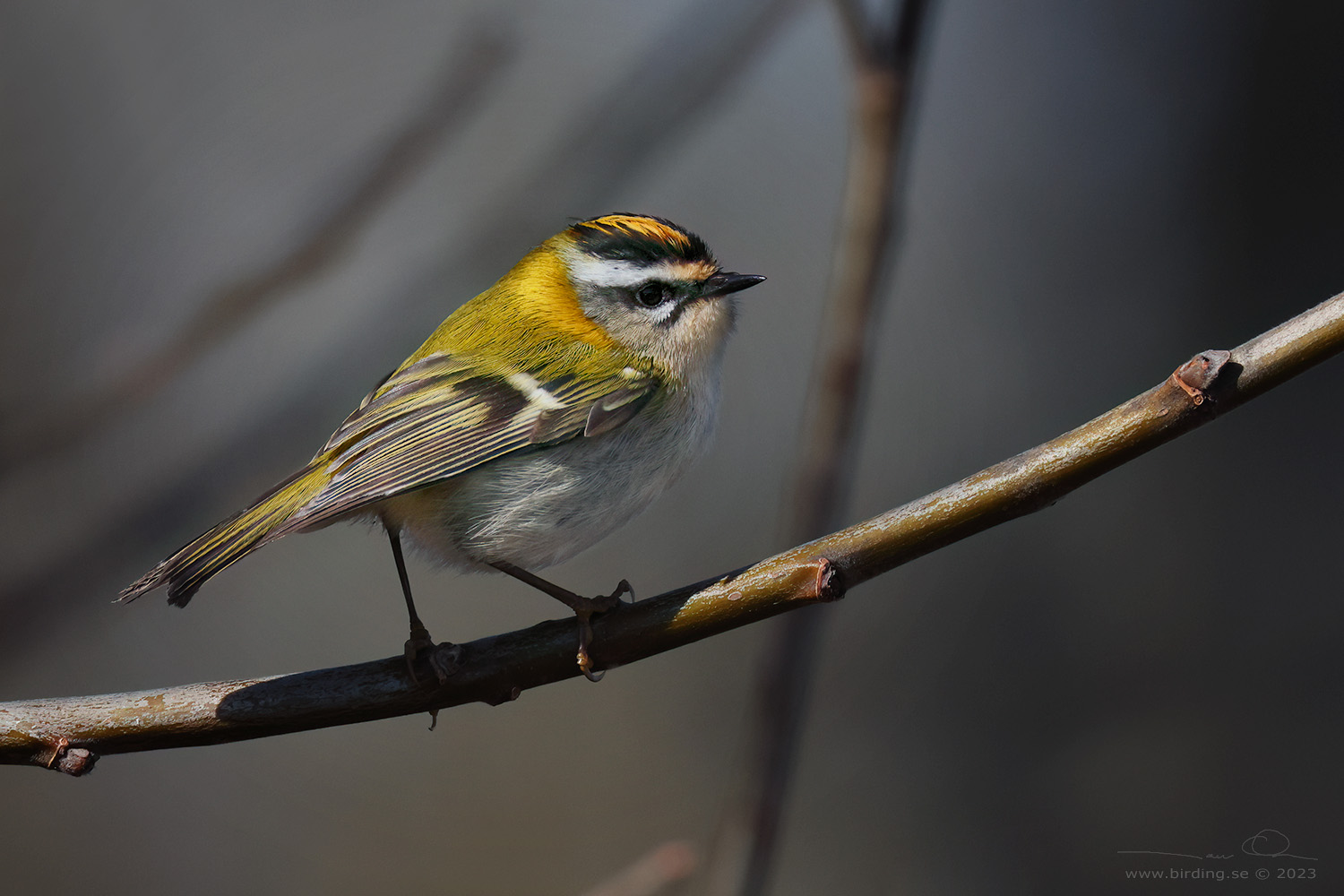 BRANDKRONAD KUNGSFGEL / COMMON FIRECREST (Regulus ignicapillus) - Stng / Close
