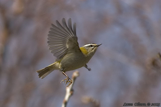 BRANDKRONAD KUNGSFGEL / COMMON FIRECREST (Regulus ignicapillus)