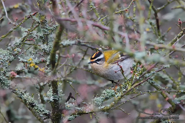 BRANDKRONAD KUNGSFÅGEL / COMMON FIRECREST (Regulus ignicapillus) - stor bild / full size