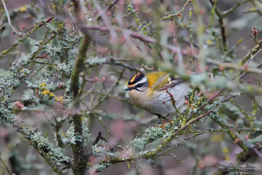 BRANDKRONAD KUNGSFGEL / COMMON FIRECREST (Regulus ignicapillus) - Stng / Close