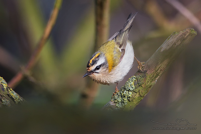 BRANDKRONAD KUNGSFÅGEL / COMMON FIRECREST (Regulus ignicapillus) - stor bild / full size