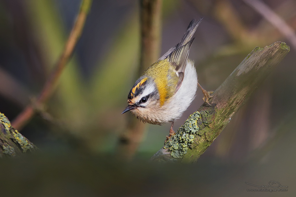 BRANDKRONAD KUNGSFGEL / COMMON FIRECREST (Regulus ignicapillus) - Stng / Close