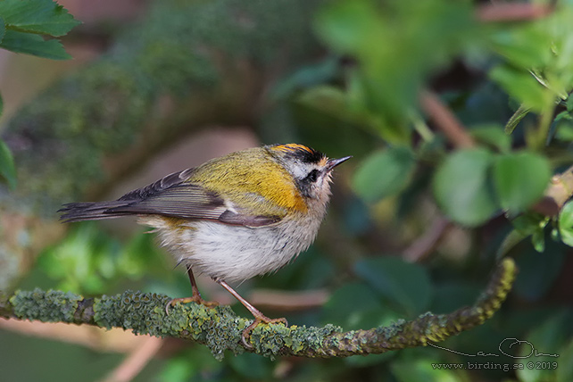 BRANDKRONAD KUNGSFÅGEL / COMMON FIRECREST (Regulus ignicapillus) - stor bild / full size