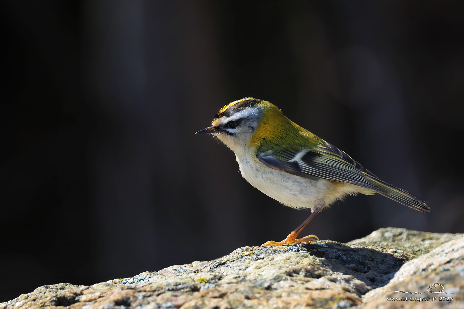 BRANDKRONAD KUNGSFGEL / COMMON FIRECREST (Regulus ignicapillus) - Stng / Close
