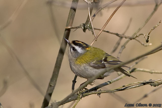 BRANDKRONAD KUNGSFGEL / COMMON FIRECREST (Regulus ignicapillus)