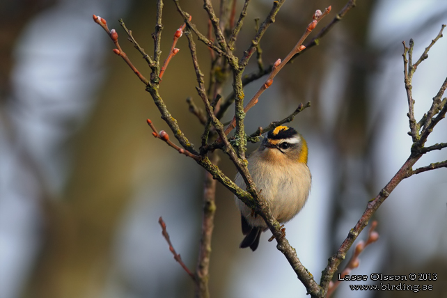 BRANDKRONAD KUNGSFÅGEL / COMMON FIRECREST (Regulus ignicapillus) - stor bild / full size