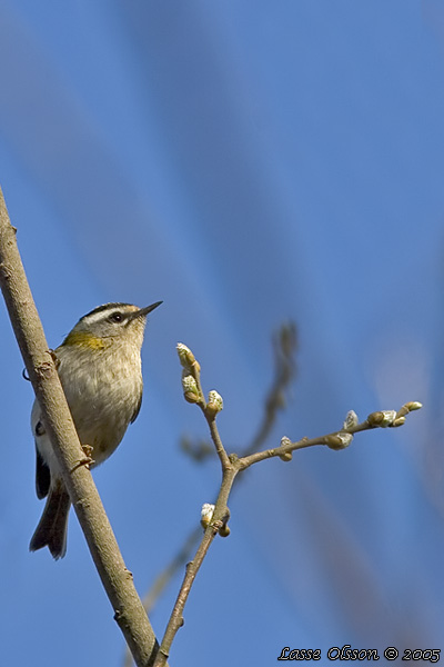 BRANDKRONAD KUNGSFGEL / COMMON FIRECREST (Regulus ignicapillus)