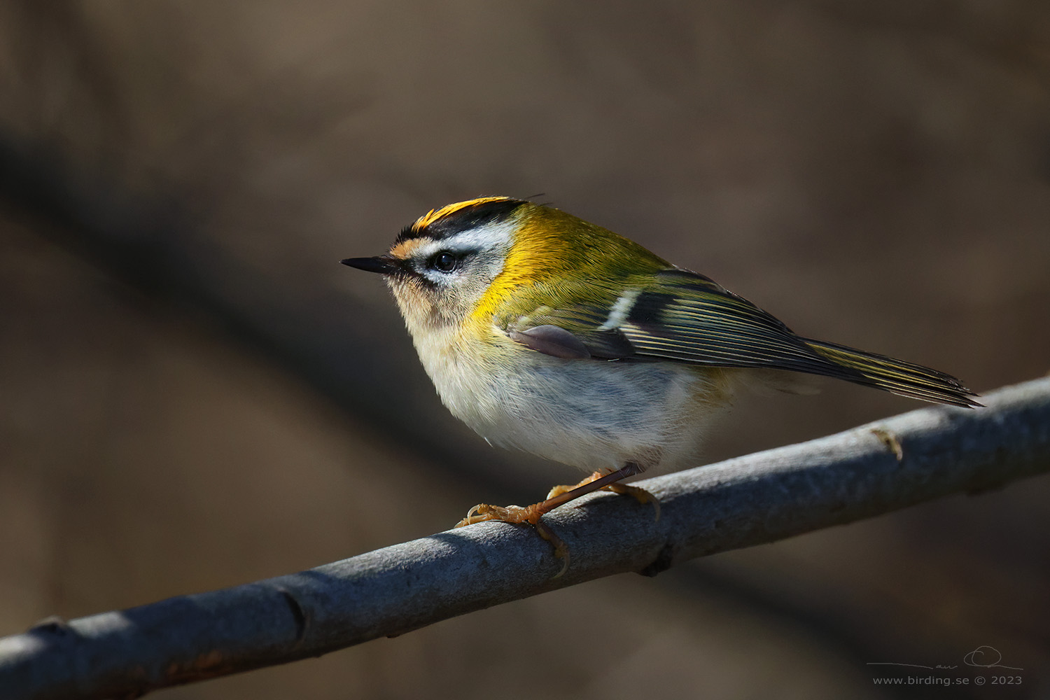 BRANDKRONAD KUNGSFGEL / COMMON FIRECREST (Regulus ignicapillus) - Stng / Close
