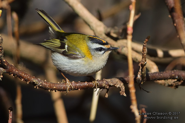 BRANDKRONAD KUNGSFÅGEL / COMMON FIRECREST (Regulus ignicapillus) - stor bild / full size