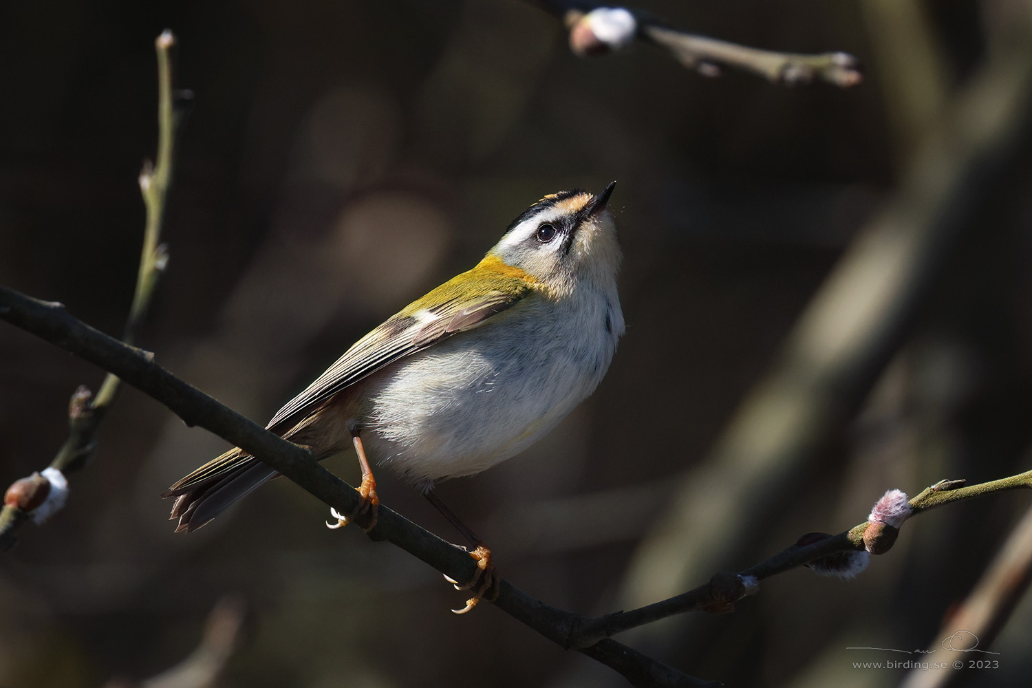 BRANDKRONAD KUNGSFGEL / COMMON FIRECREST (Regulus ignicapillus) - Stng / Close