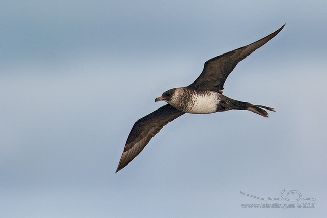 BREDSTJÄRTAD LABB / POMARINE JAEGER (Stercorarius pomarinus)