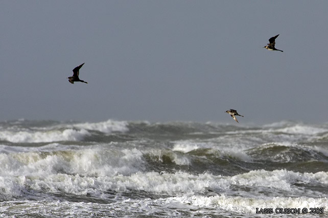 BREDSTJRTAD LABB / POMARINE JAEGER (Stercorarius pomarinus)