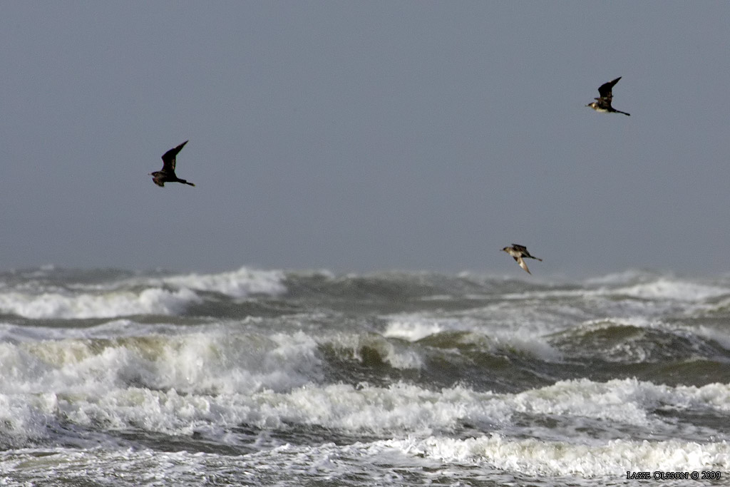 BREDSTJRTAD LABB / POMARINE JAEGER (Stercorarius pomarinus) - Stng / Close