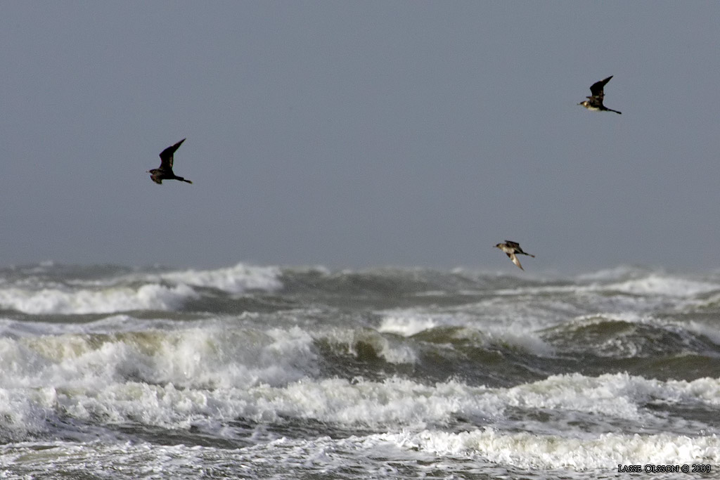 BREDSTJRTAD LABB / POMARINE JAEGER (Stercorarius pomarinus) - Stng / Close