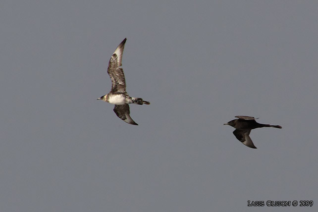 BREDSTJRTAD LABB / POMARINE JAEGER (Stercorarius pomarinus)