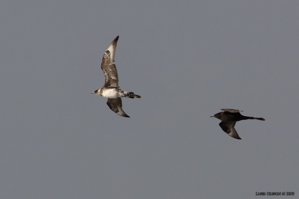 BREDSTJRTAD LABB / POMARINE JAEGER (Stercorarius pomarinus) - Stng / Close