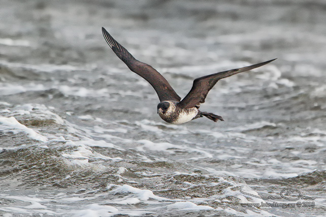 BREDSTJÄRTAD LABB / POMARINE JAEGER (Stercorarius pomarinus)