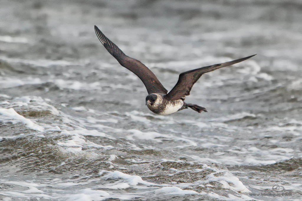 BREDSTJRTAD LABB / POMARINE JAEGER (Stercorarius pomarinus) - Stng / Close